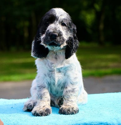 Étalon Cocker Spaniel Anglais - Blue Vroland Una