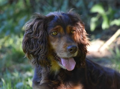 Étalon Cocker Spaniel Anglais - Thank you louise of Glharama