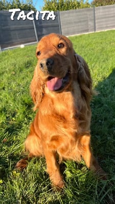 Étalon Cocker Spaniel Anglais - Tacita des vents d'océan