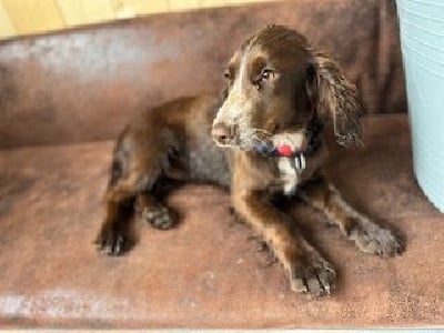 Étalon Cocker Spaniel Anglais - Umeryda du domaine des honos