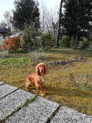 Étalon Cocker Spaniel Anglais - Rasta du plateau des capucins