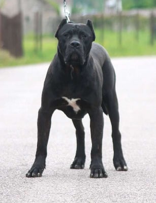 tierra grancan Bicho