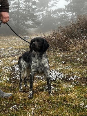 Scar De La Luze De Coucou