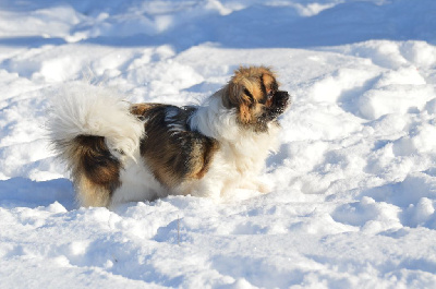 Étalon Epagneul tibetain - Wangdak orane du Fond Touyen