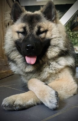 Étalon Eurasier - Timon Du Souvenir De Tootsie