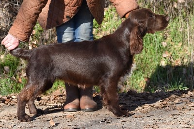 Étalon Field Spaniel - brilliant Xenia ex duria