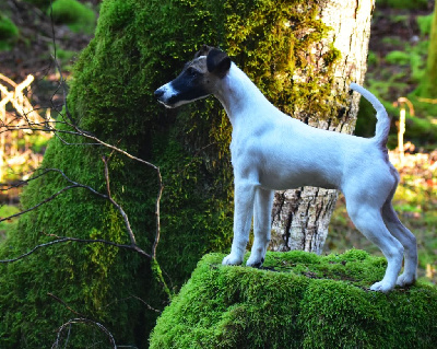 Étalon Fox Terrier Poil lisse - Fox Rebell Unique en son genre