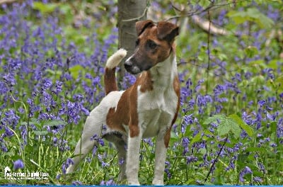 Étalon Fox Terrier Poil lisse - T'chiot biloute Du castel des pres