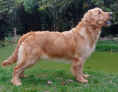Étalon Golden Retriever - Rhea Du Domaine De Jalisco