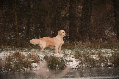 Étalon Golden Retriever - Pepsy canin des mirabelles