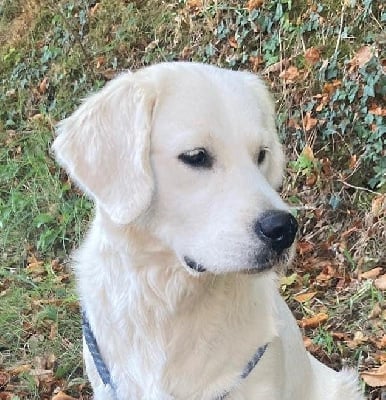 Étalon Golden Retriever - Sokette Des Goldens De Nissayla