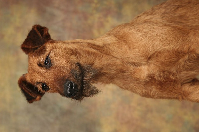 Étalon Irish Terrier - Beddy Gelert Lady talisker