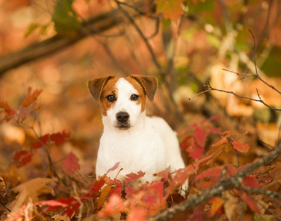Étalon Jack Russell Terrier - Tanita briz Du Bois De Capsil