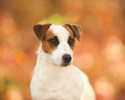 Étalon Jack Russell Terrier - Tanagra briz Du Bois De Capsil