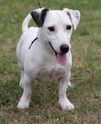 Étalon Jack Russell Terrier - Son goku de domaine des pattes dorées