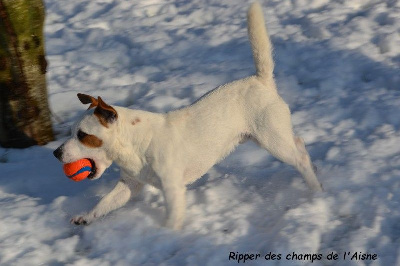 Étalon Jack Russell Terrier - Ripper des champs de l'Aisne