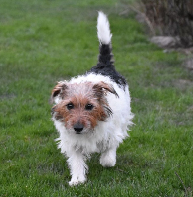 Étalon Jack Russell Terrier - Rose Du jardin d'élisée