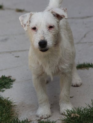 Étalon Jack Russell Terrier - Ice tea des Crocs de Heurtevent