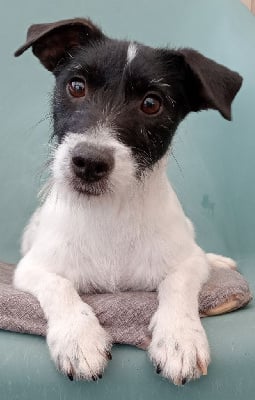 Étalon Jack Russell Terrier - Tornade du domaine de la Rocherie