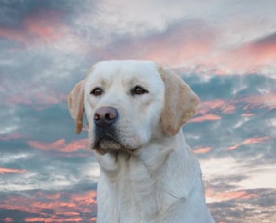 Étalon Labrador Retriever - True bad boy du pré de l'égvonne