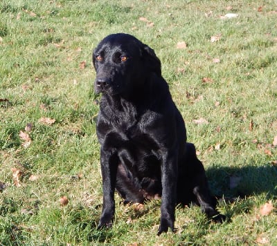 Étalon Labrador Retriever - Masters of Water Restart d'ossau