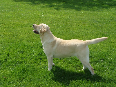 Étalon Labrador Retriever - Stella du verger de la placette