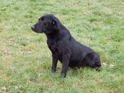 Étalon Labrador Retriever - Samoa D'Aspe & D'Ossau