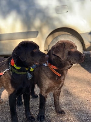 Étalon Labrador Retriever - Nanne de la Fontaine Aux Fleurs