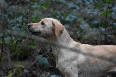 Étalon Labrador Retriever - Telma of Glharama