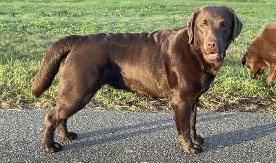 Étalon Labrador Retriever - Vy canis majoris victor victoria's