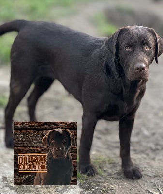 Étalon Labrador Retriever - Thérèse de la Vallée de Saint Samson