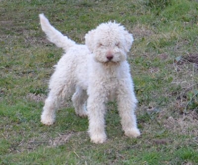 Étalon Lagotto Romagnolo - Tilly (Sans Affixe)