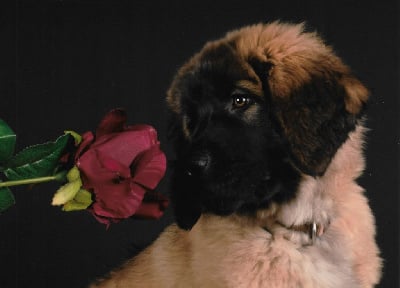 Étalon Leonberger - Wynnona Du Haie Des Saules