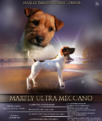 Étalon Parson Russell Terrier - Maxfly Ultra meccano