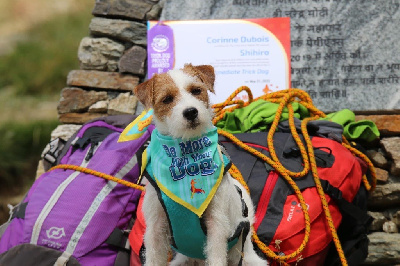 Étalon Parson Russell Terrier - Shihiro for fly Of The Silver Pebble