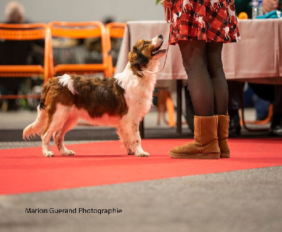 Étalon Petit chien hollandais de chasse au gibier d'eau - Déclic Udon