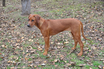 Étalon Rhodesian Ridgeback - Zawadi N'zuri Ushanga uzima ghalyela