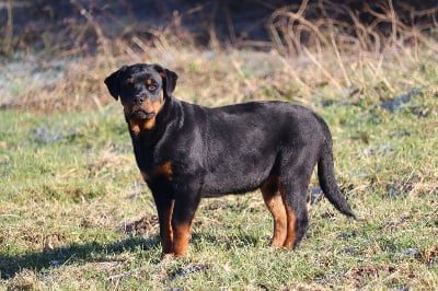 Étalon Rottweiler - Unique Vom Hause Cervo