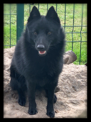 Étalon Schipperke - CH. Romanée conti du Mas de Valaurine