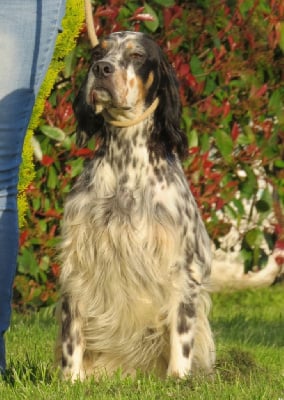 Étalon Setter Anglais - Tokyo du parc de lanvaux