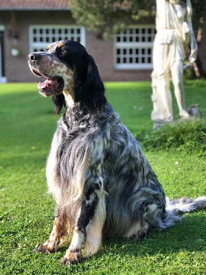 Étalon Setter Anglais - In Bacchus Veritas Pinot