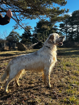 Étalon Setter Anglais - Pocker du bois de fulkeriens