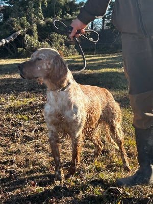 Étalon Setter Anglais - Rubis de Saint Josephois De La Réunion