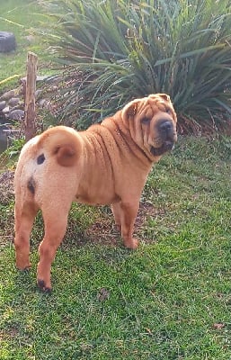 Étalon Shar Pei - Ramaya De L'Esprit De Buchido