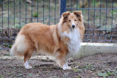 Étalon Shetland Sheepdog - CH. Saperlipopette cerise des Diablotins de Nooch