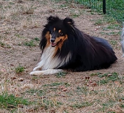 Étalon Shetland Sheepdog - Red hot chilli pepper Du Domaine De La Pruneraie