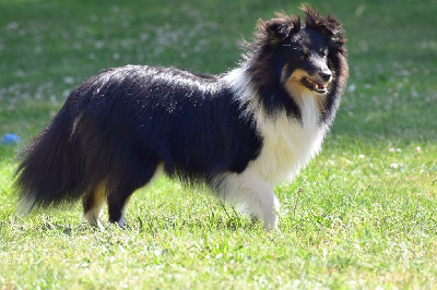 Étalon Shetland Sheepdog - Sorgina des Bordes Rouges