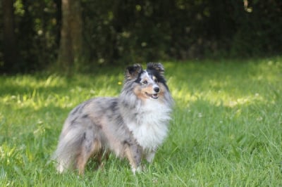 Étalon Shetland Sheepdog - Tonic magic blue De La Ria Triskela