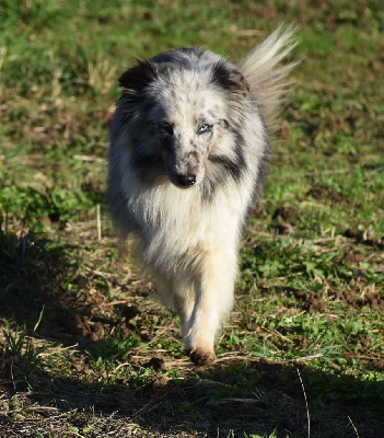 Étalon Shetland Sheepdog - Shelsie blue De la combe berail