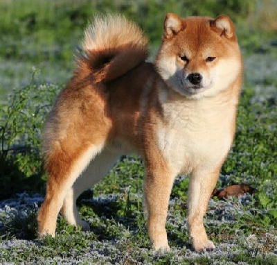 Étalon Shiba - CH. Goku of sunrise inu